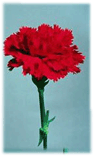 نمایه کاربر